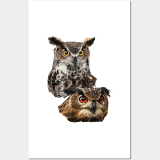 American Owl and Eagle Owl Posters and Art